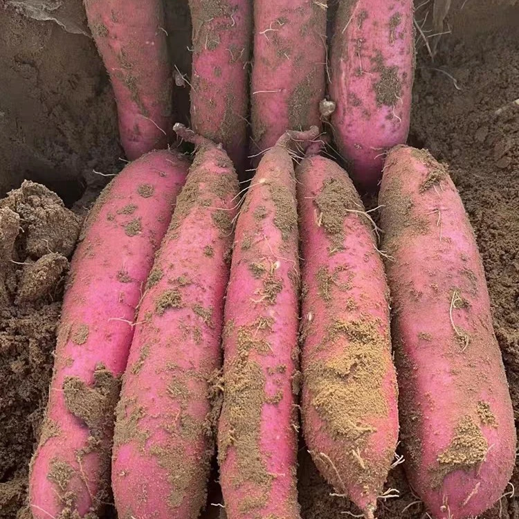 [顺丰包邮]2025年新板栗红薯陕西大荔板栗红薯生态种植精选发货