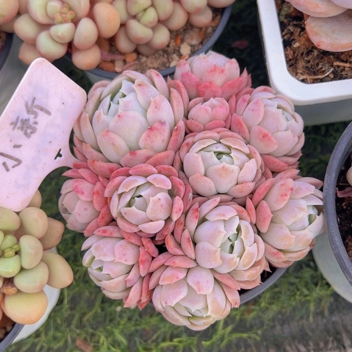 健健康康平平安安