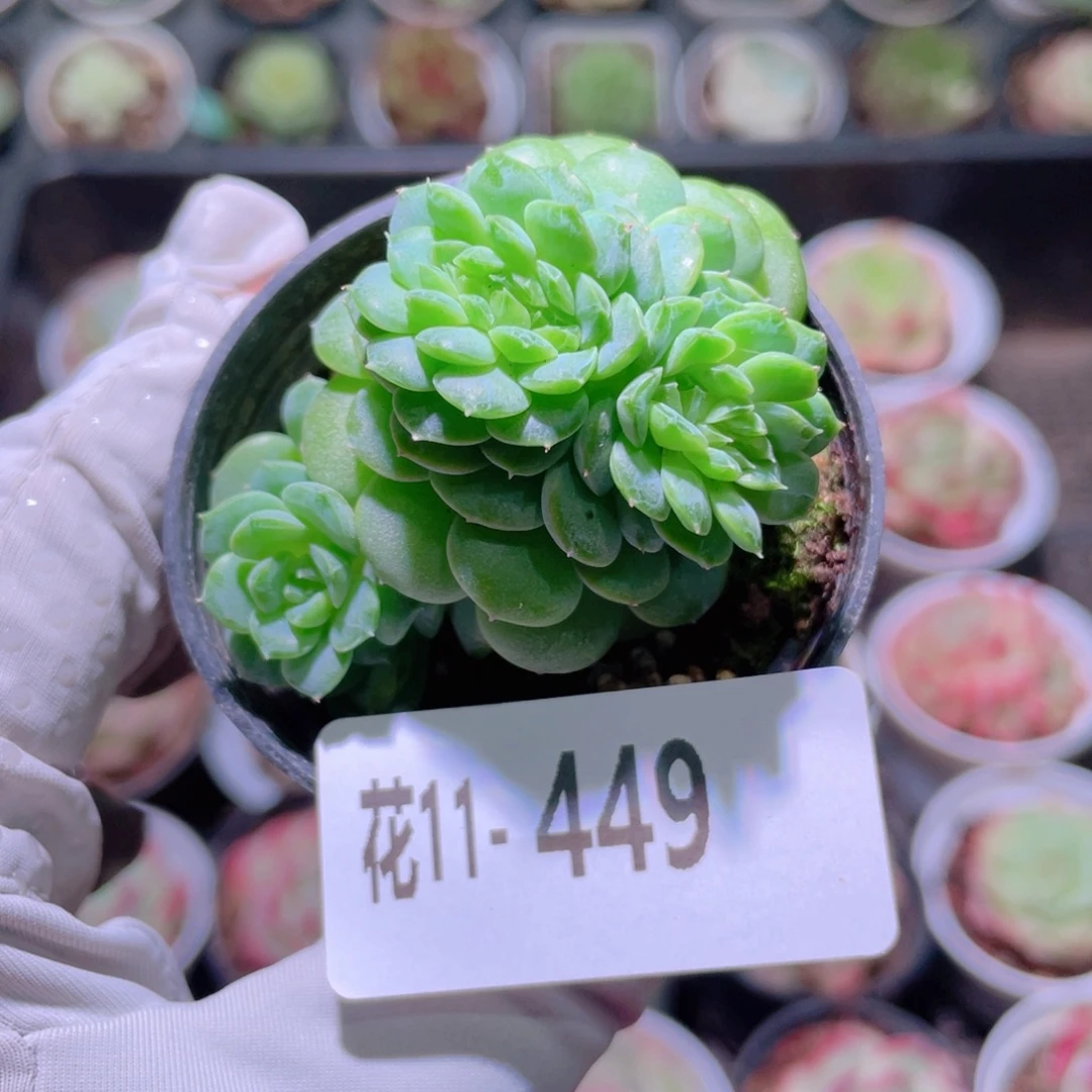 花利美11-449珍妮缀化
