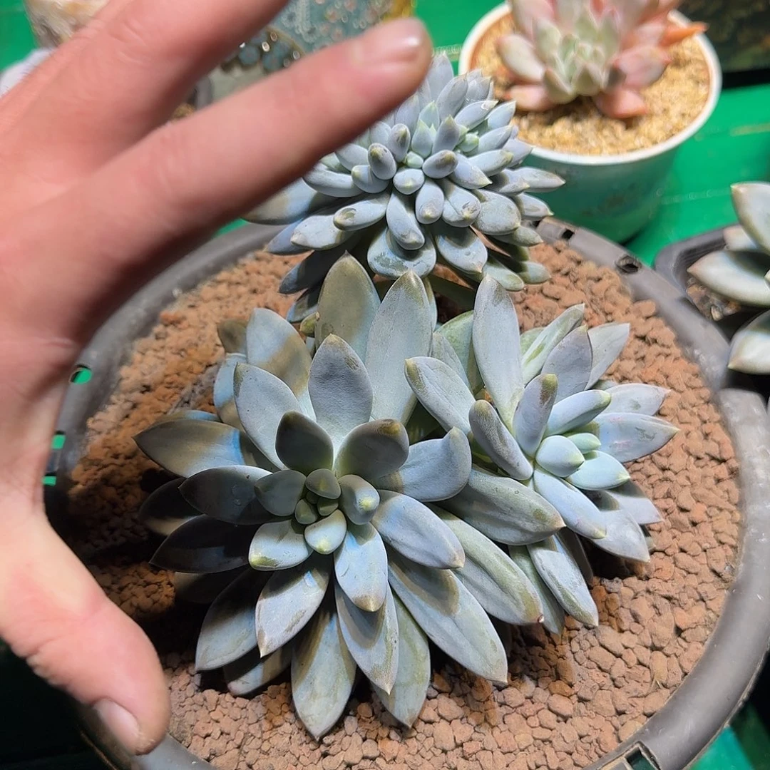 多肉植物多肉植物