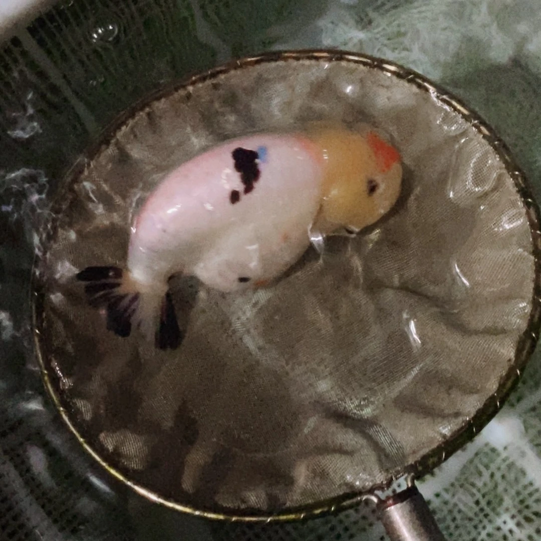 海水鱼?****侯落地包损包健康