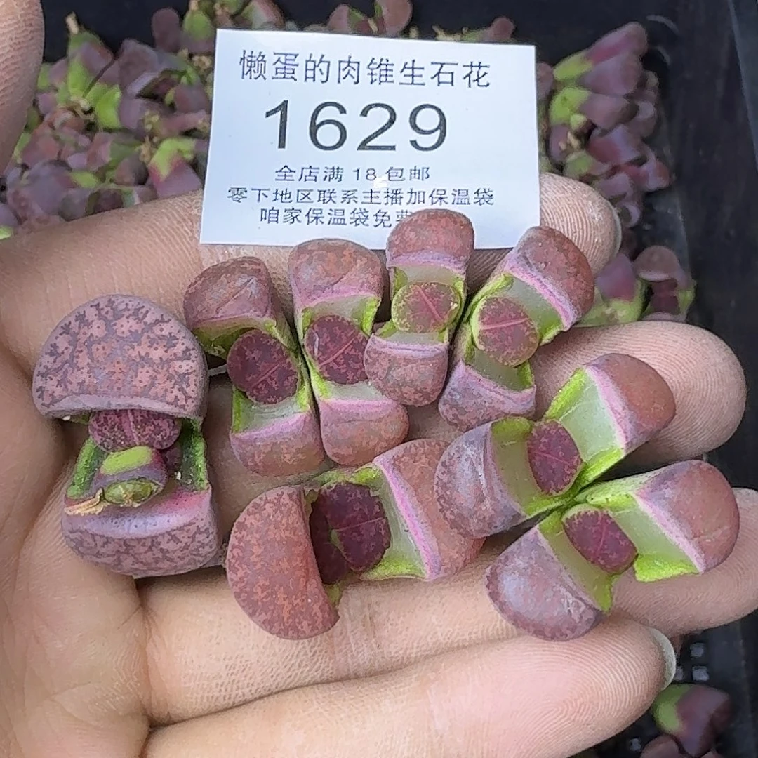 糖***.1629 哈哈哈哈哈哈哈哈哈哈哈哈