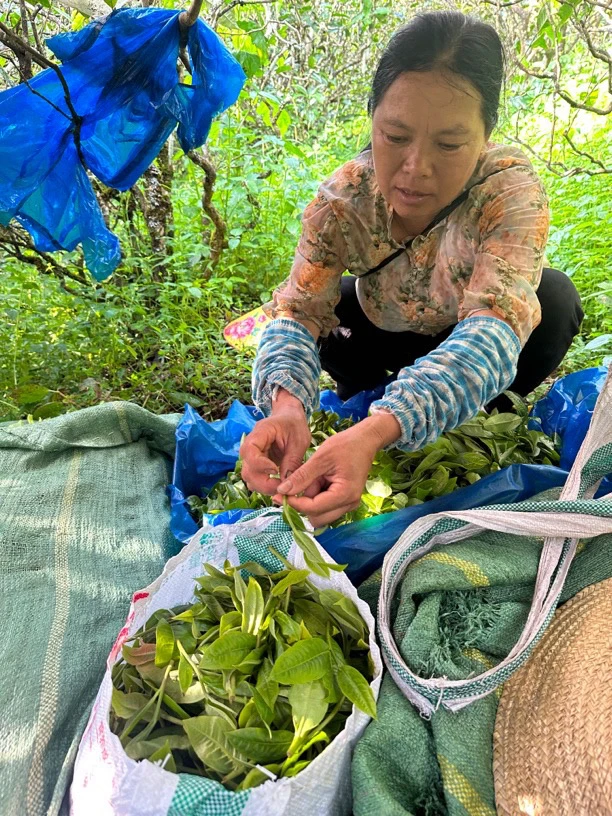 2025年 古树头春挑采 饼茶