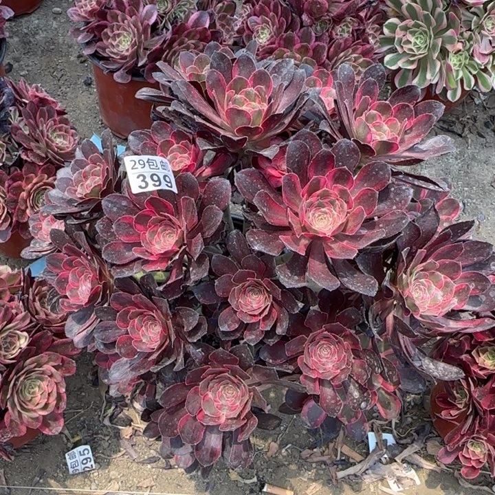 丽娜……多肉植物……