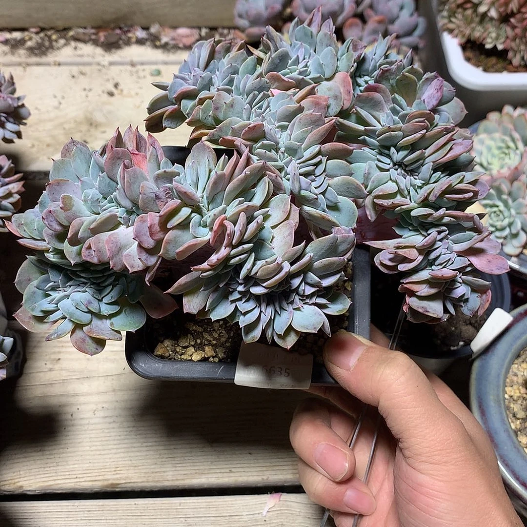 6635原始海棠花缀化一颗18厘米