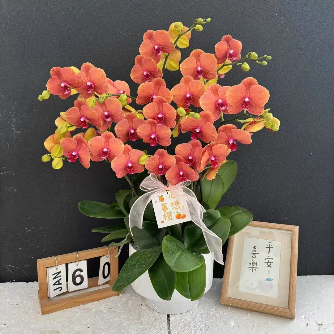 （金桔）爱马仕橙色系蝴蝶兰高端精美艺术鲜花组盆