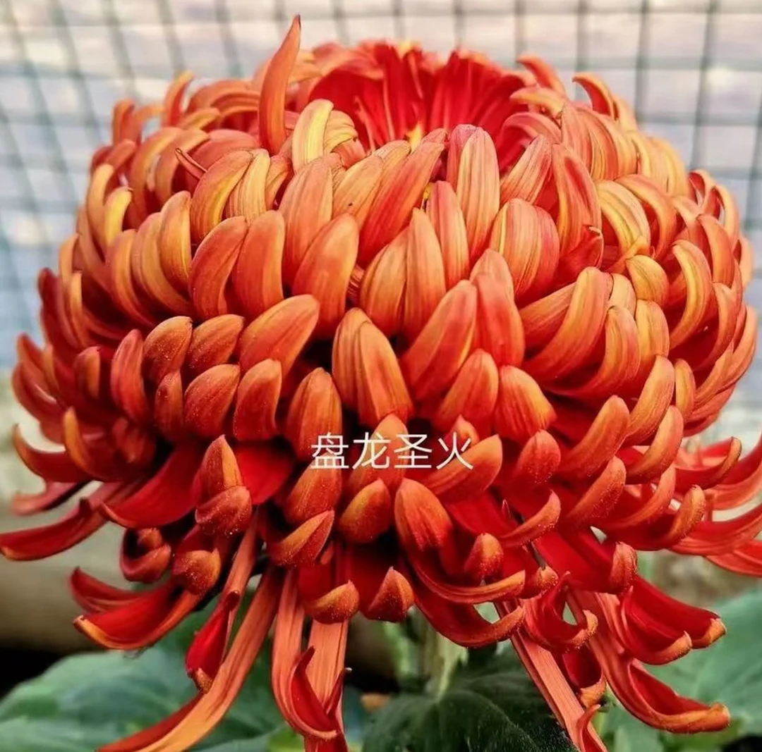 九月菊花【盘龙圣火】开大花掉叶掉枝不售后介意慎拍