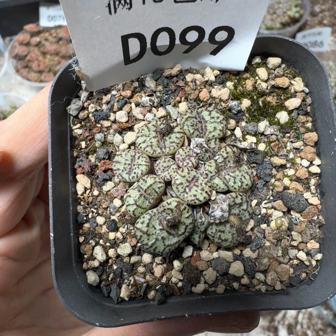 D099。 肉锥群一颗。带盆