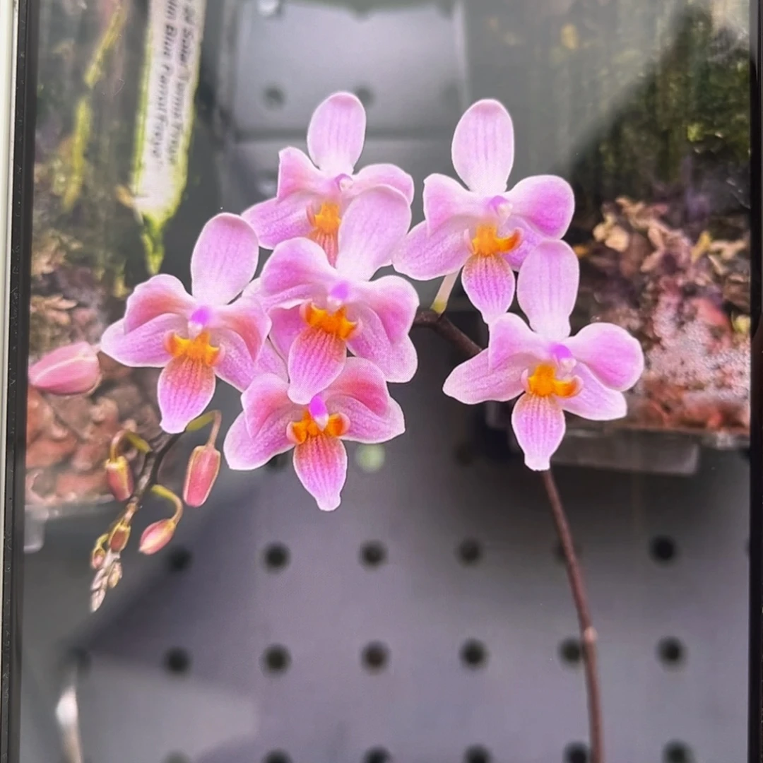 无花朵2.5寸eq交苏拉威西苗