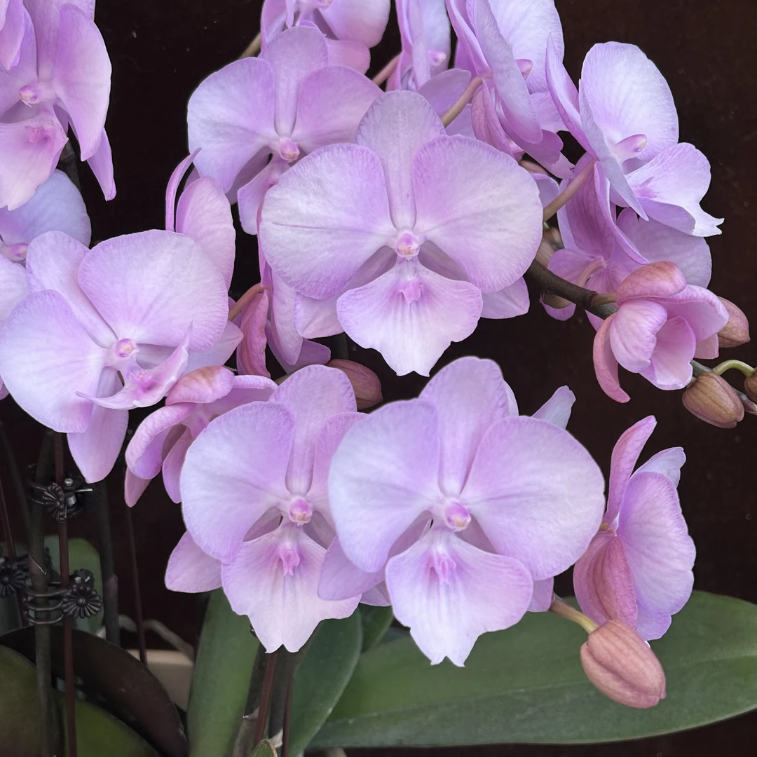 喜兰精选【神仙姐姐】仙境粉嫩色系大舌头桌面款蝴蝶兰