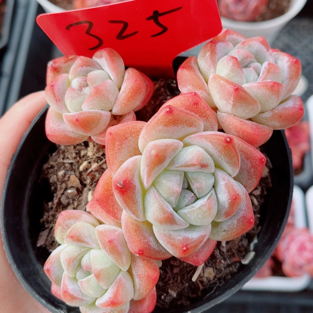 325号小老桩冰玉群12公分盆口