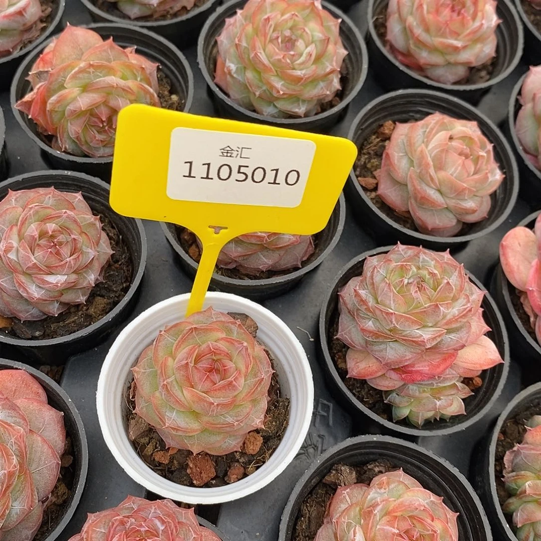 福利多多，1105010