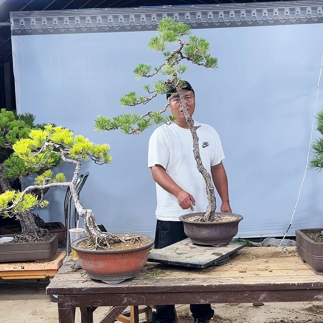 无花朵聴****崧黄山松盆景园林