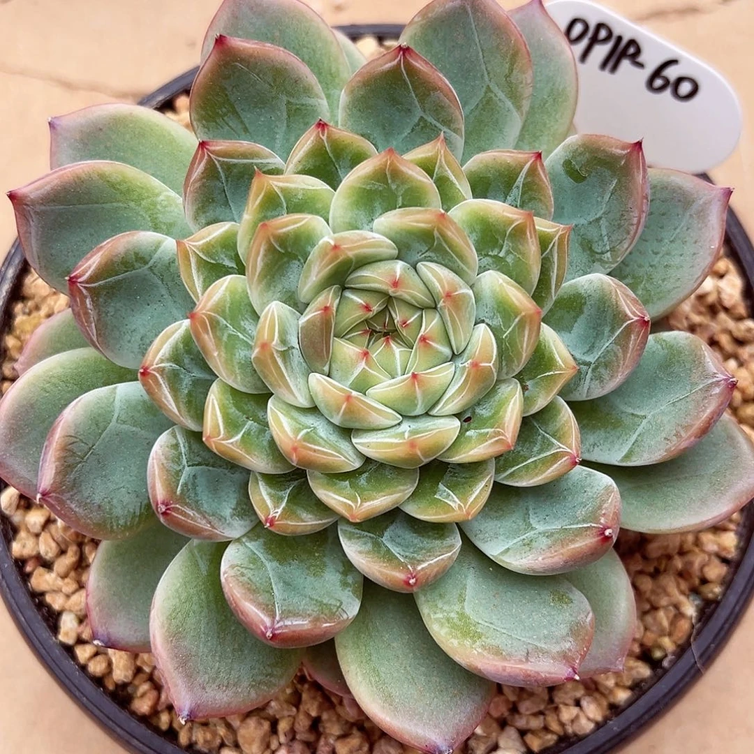 0919-70新品绝绝子