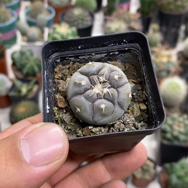 实生铅皮特价福利