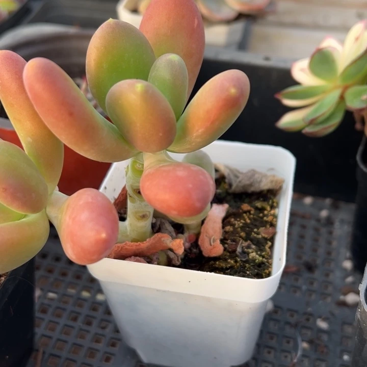 芒果奶多肉植物双头老桩