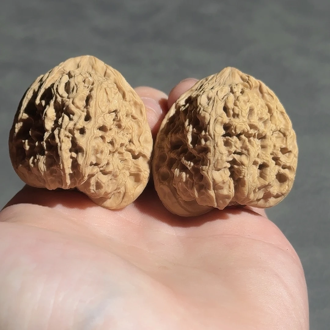 核桃42尺天使之翼