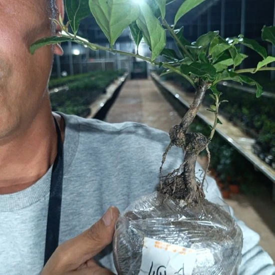 无花朵金弹子金刚033