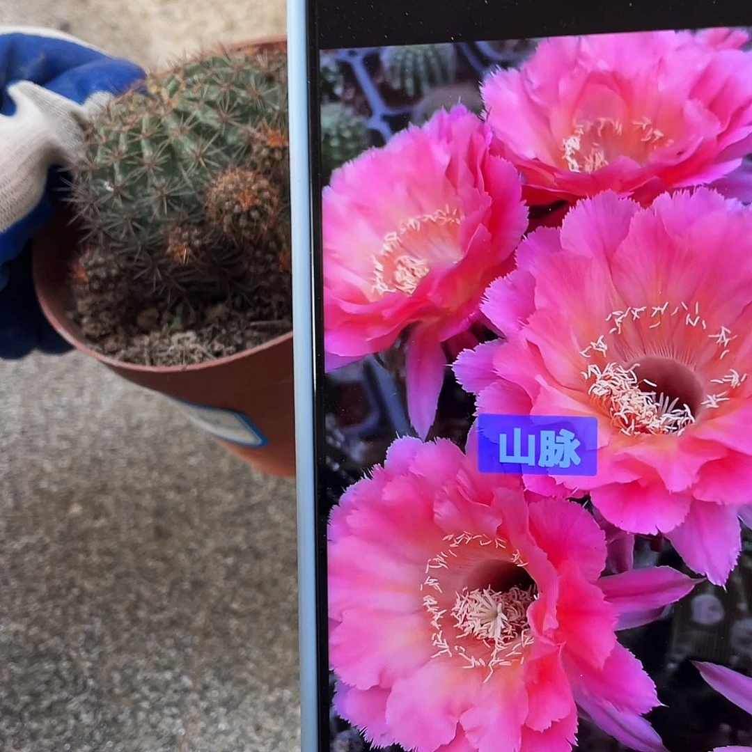 山脉自根球6公分左右满18包邮