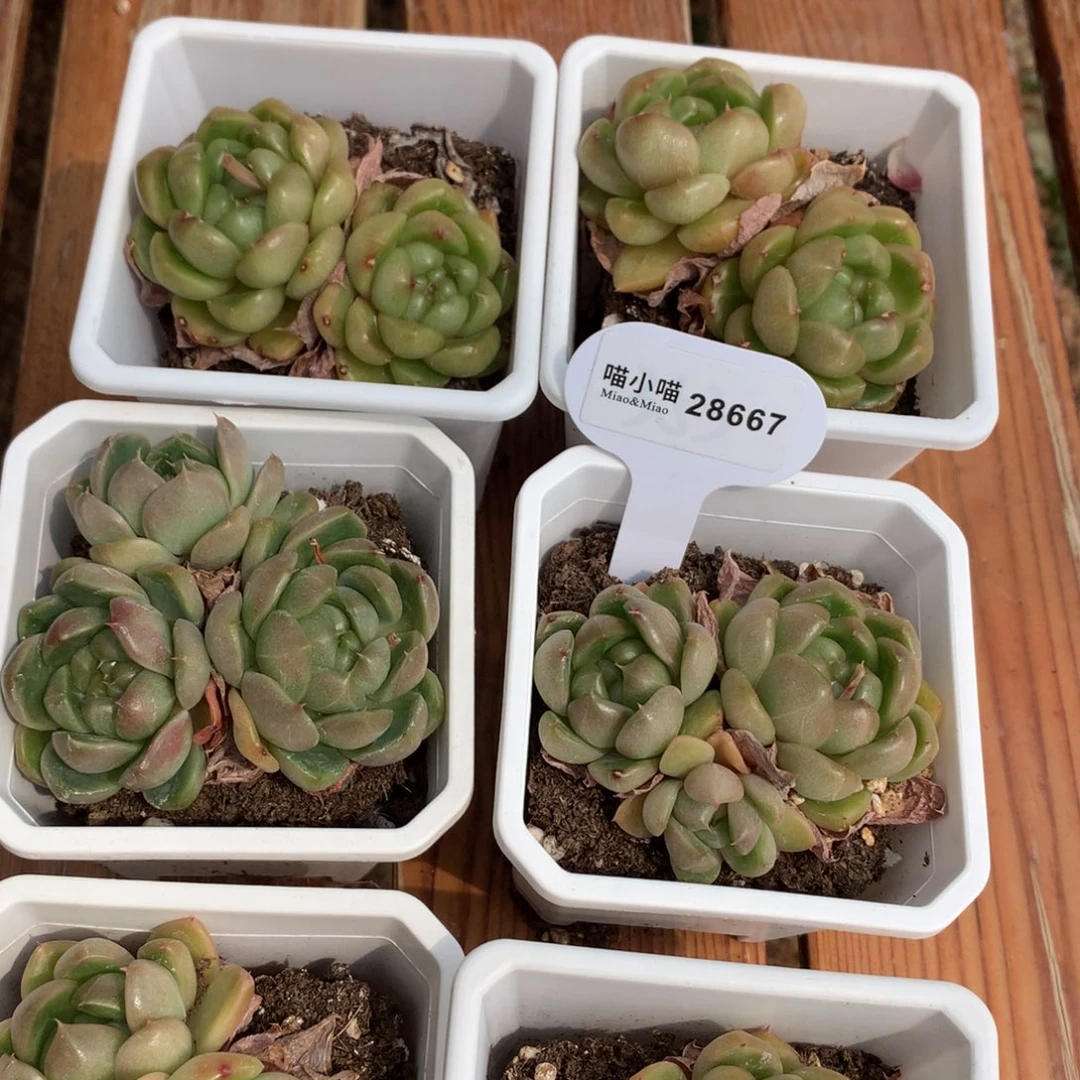 多肉植物皮艾拉珍妮