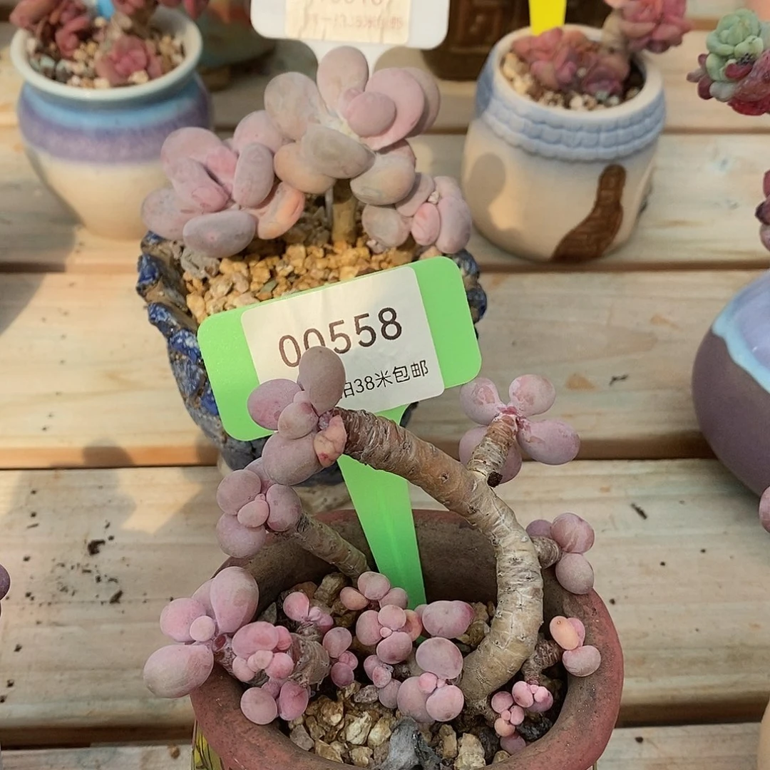 00558，不户籍姐姐我小雨