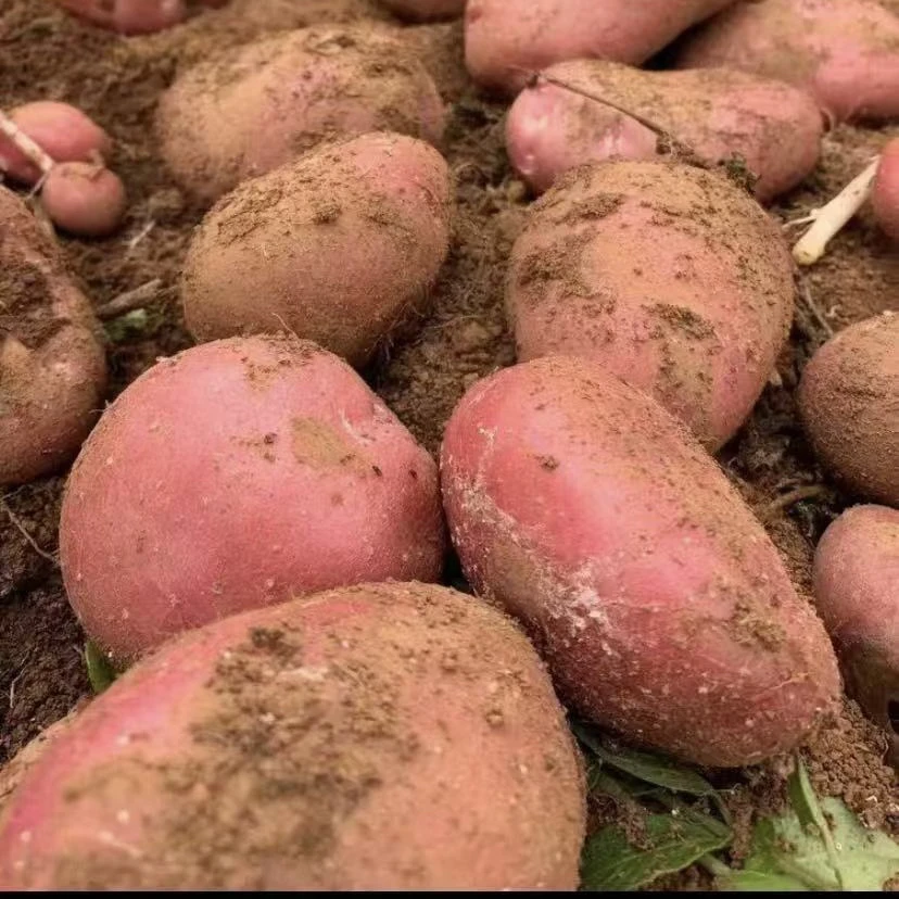 （表哥专属）云南红皮黄心土豆新现挖农家自种红皮土豆带箱9-10混装