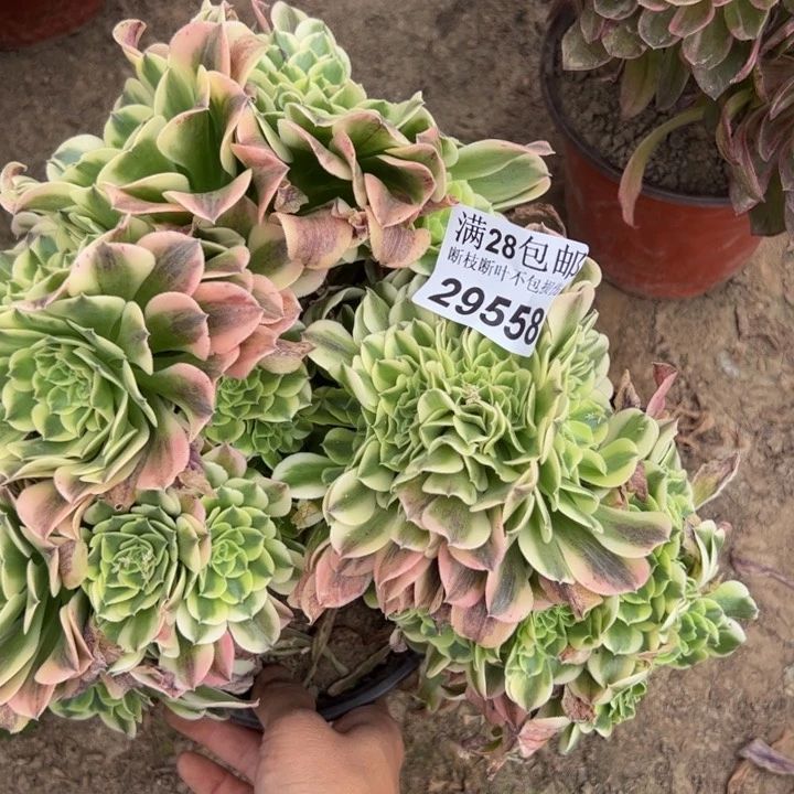 29558绿豆沙缀多肉植物