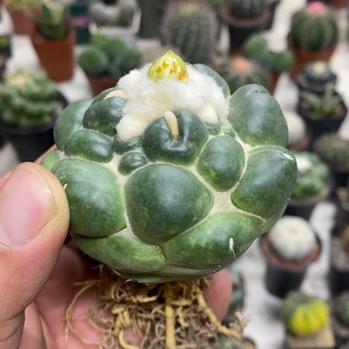 无刺象牙裸根特价福利