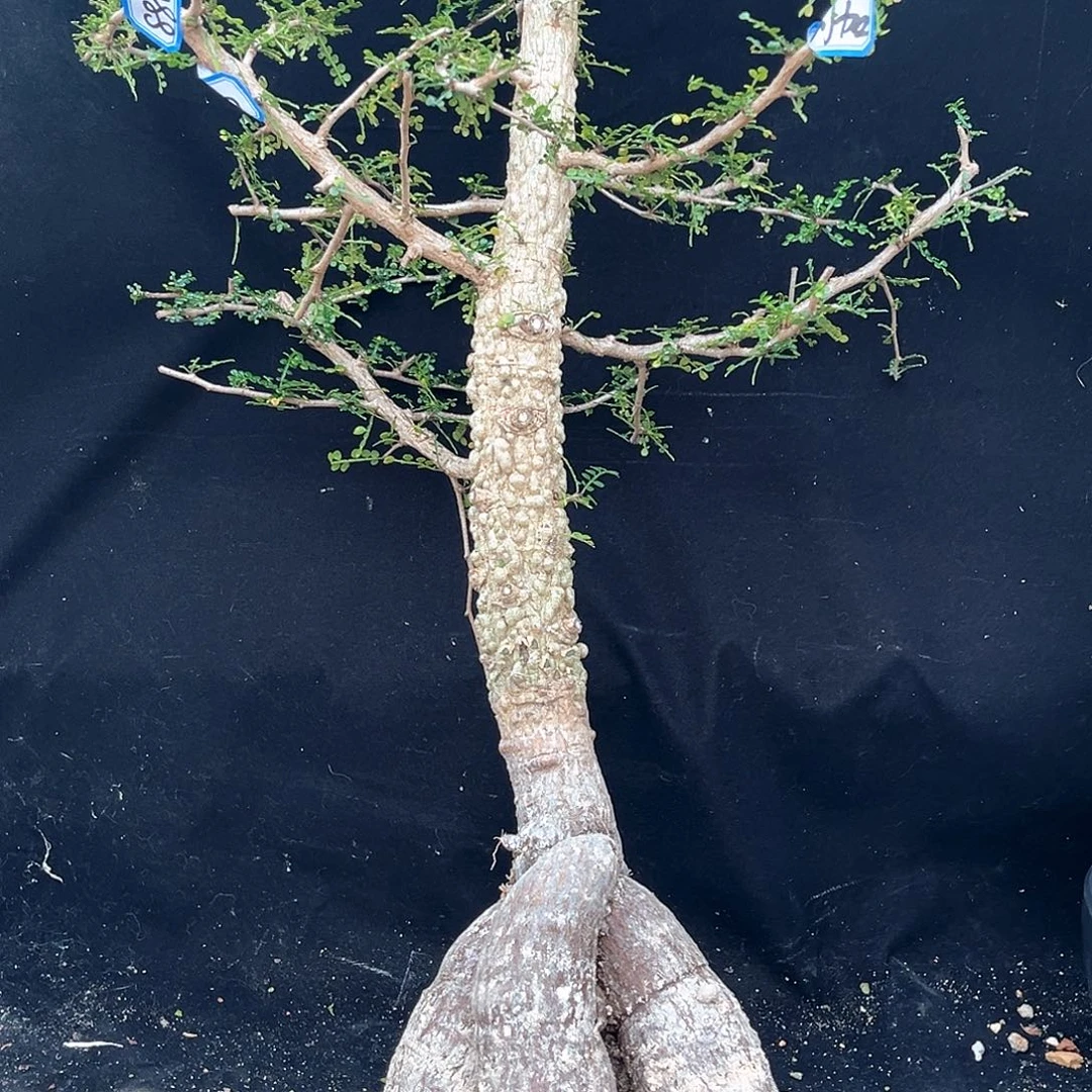潮流植物 象足漆树