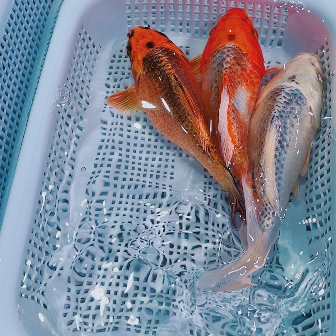 锦鲤锦鲤冷水观赏鱼138