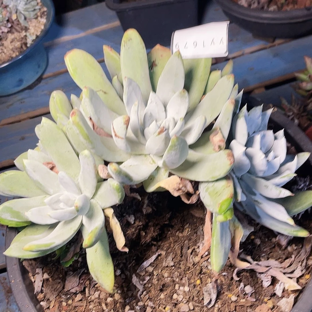缱**辉帕翠莎瑕疵特价不售后1679
