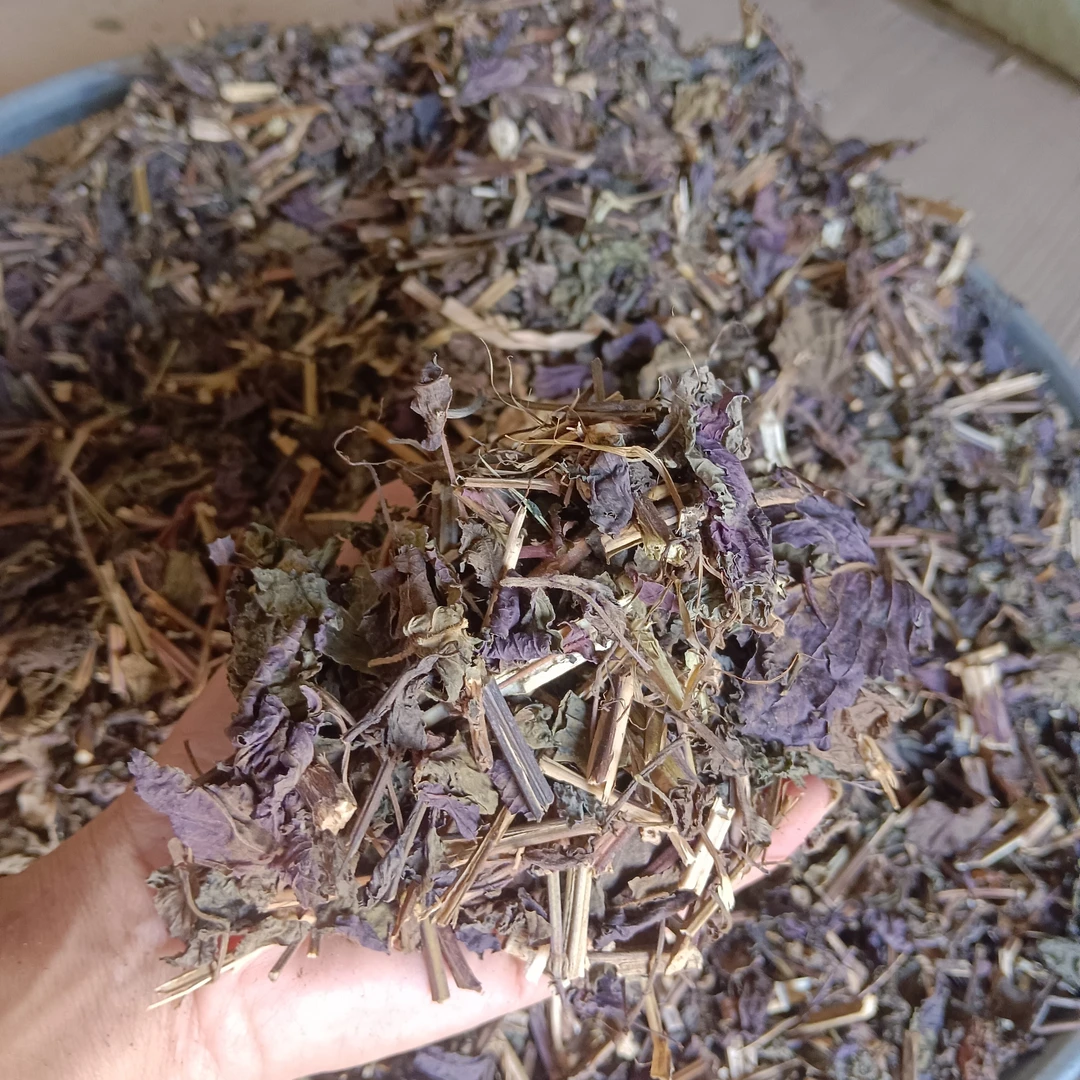 当季新鲜干货紫苏叶梗可泡茶煮水卤肉煮鱼香味浓郁的草本植物