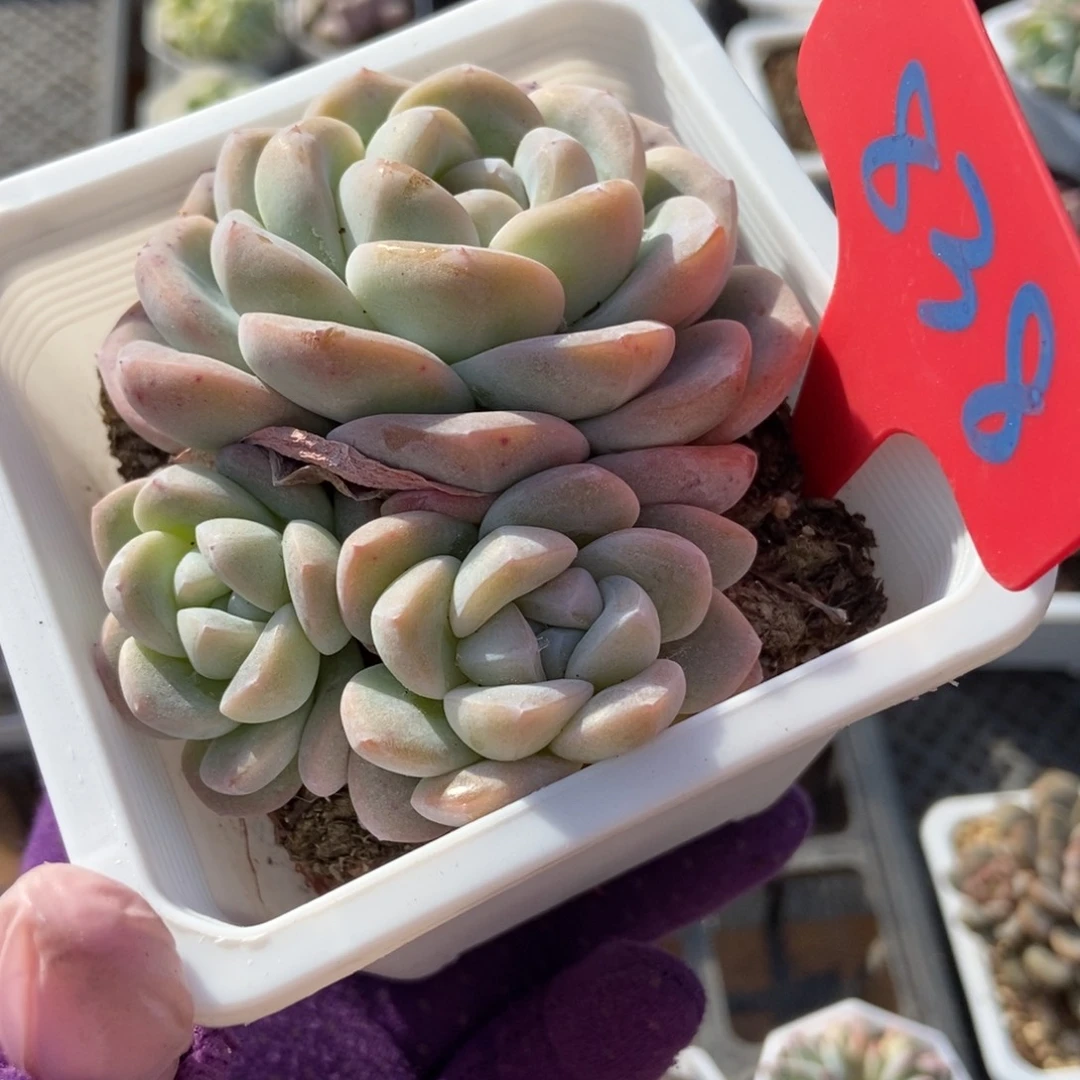 838冰玉多肉植物保护