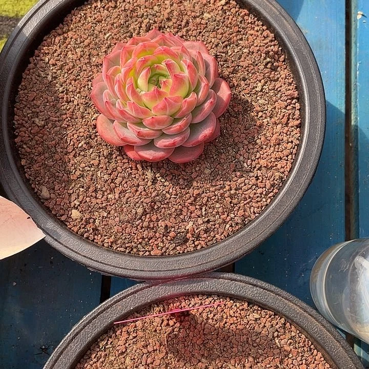 我**上红兰多肉植物多肉