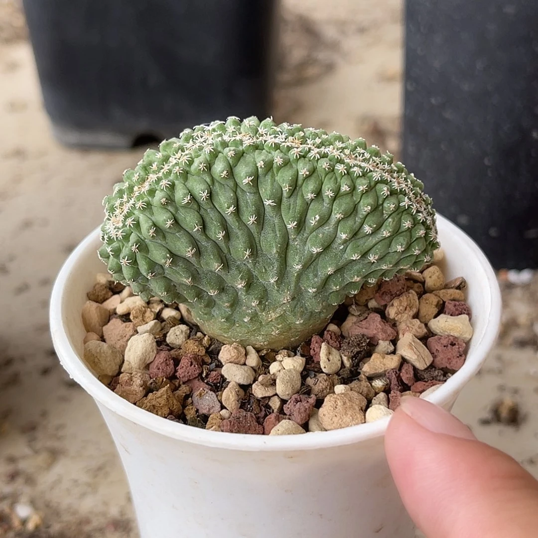 实生菊水缀化仙人球一物一拍