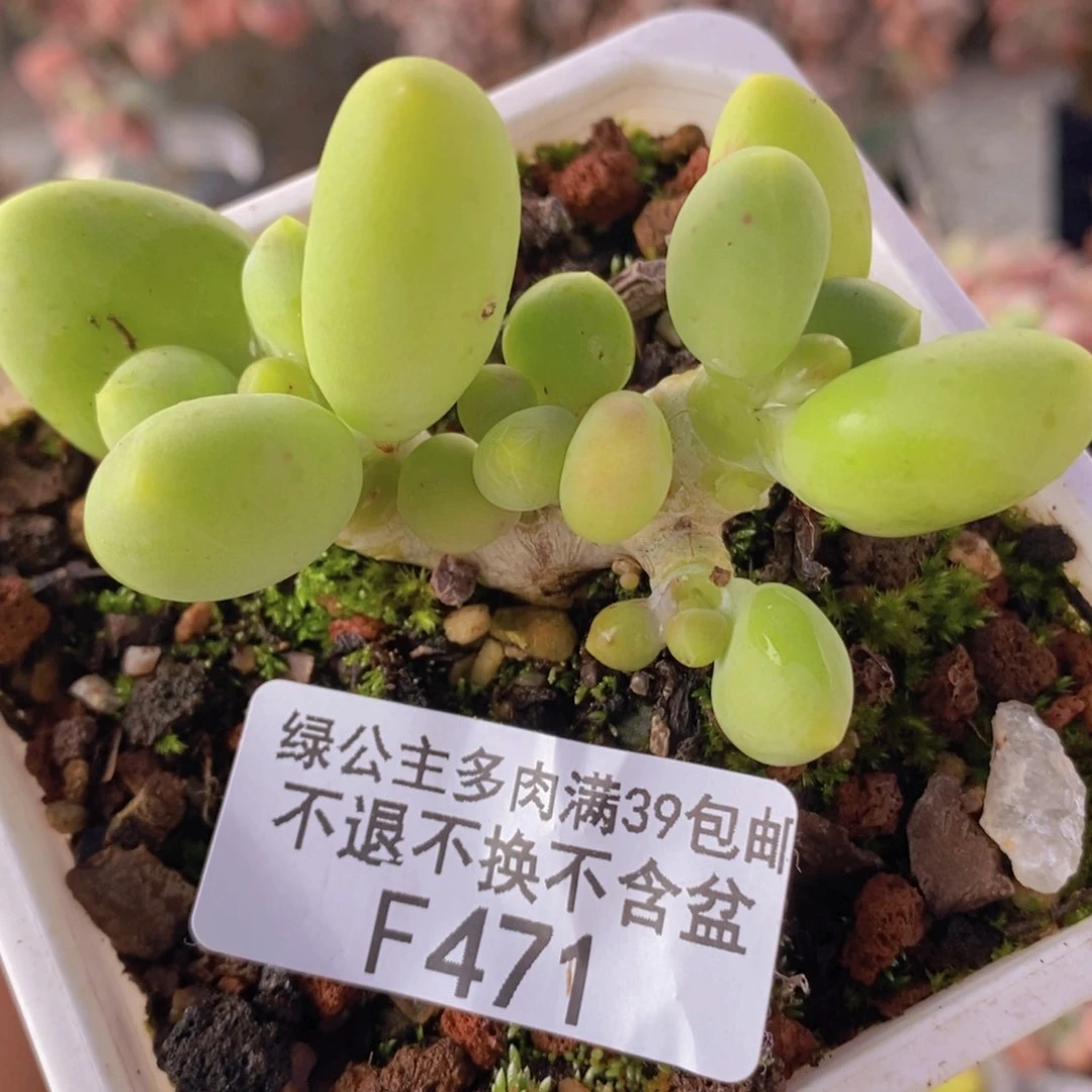 芒果奶7cm471多肉植物