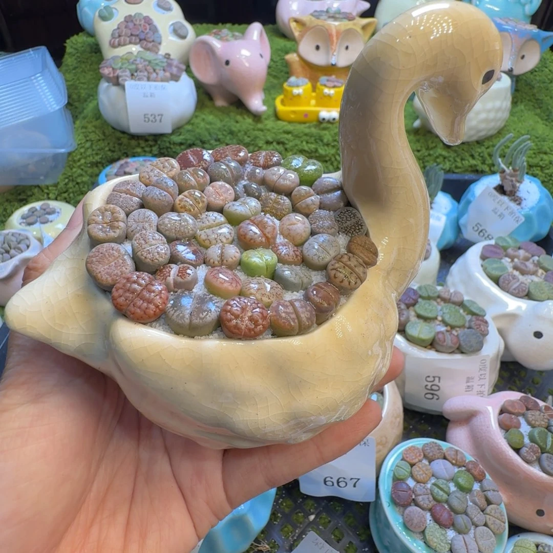 &***&多肉植物福利冲1009