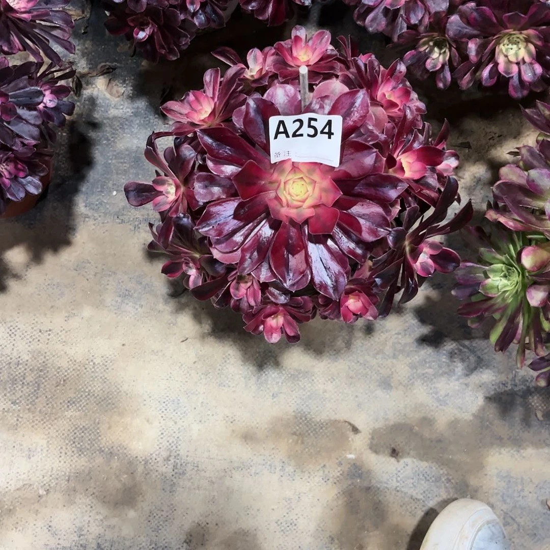 多肉植物美杜莎254多肉肉