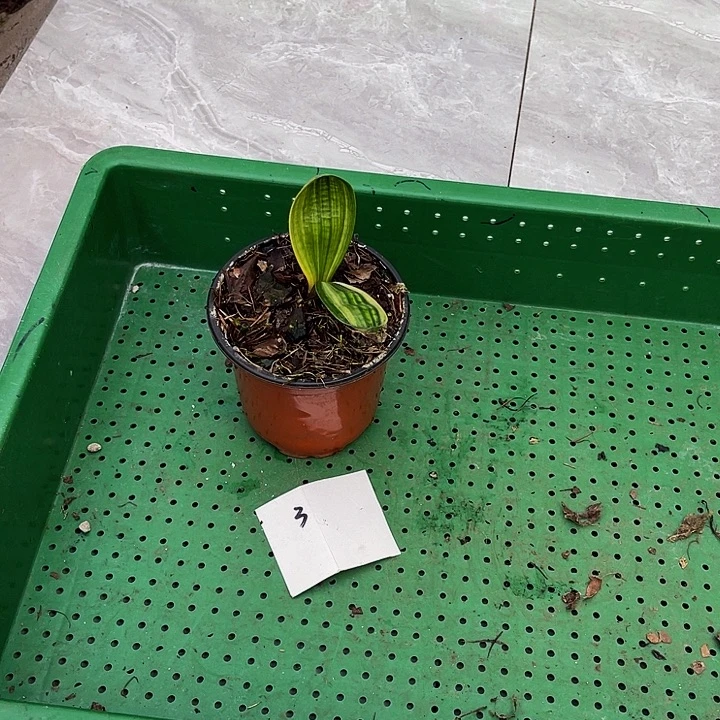 完全开放佛光彩短宽