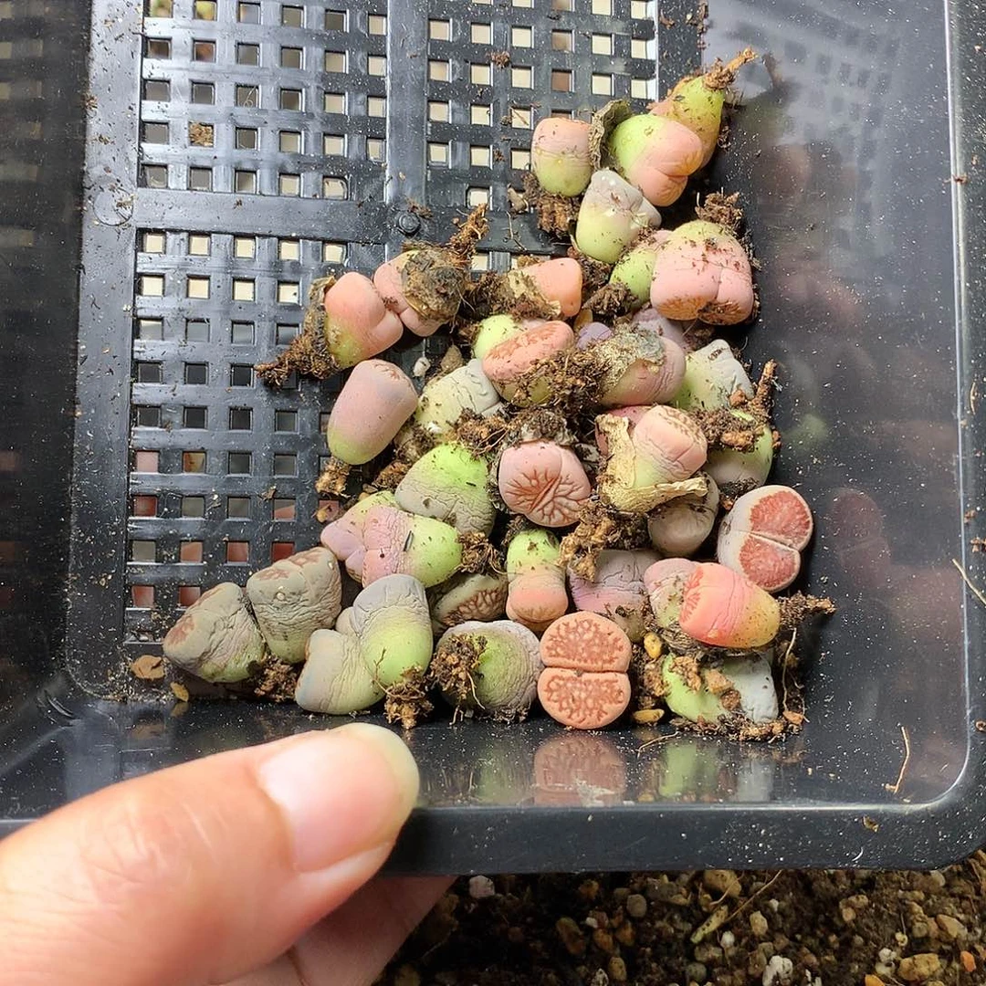 沛*G470多肉植物保护
