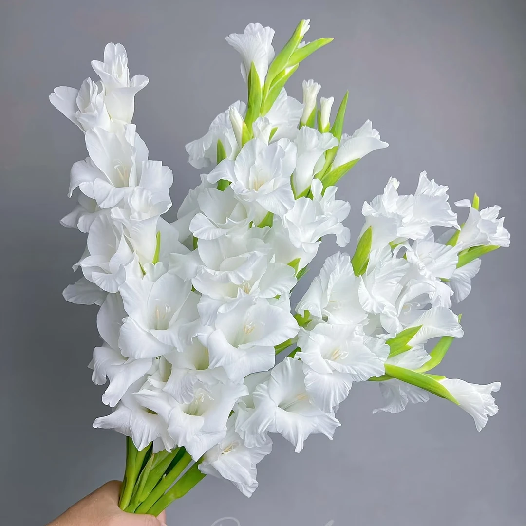 【剑兰】唐菖蒲福禄节节高升（店内任意三单包邮）