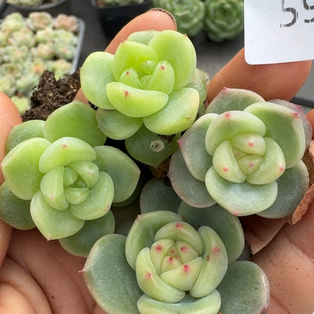一物一拍一物一拍1110-595