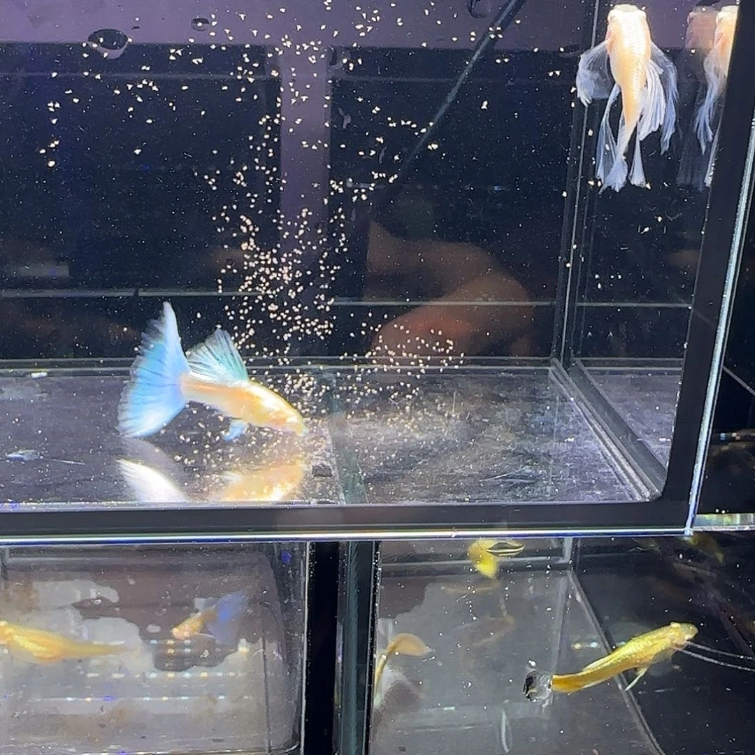 孔雀鱼蓝白绣球一对