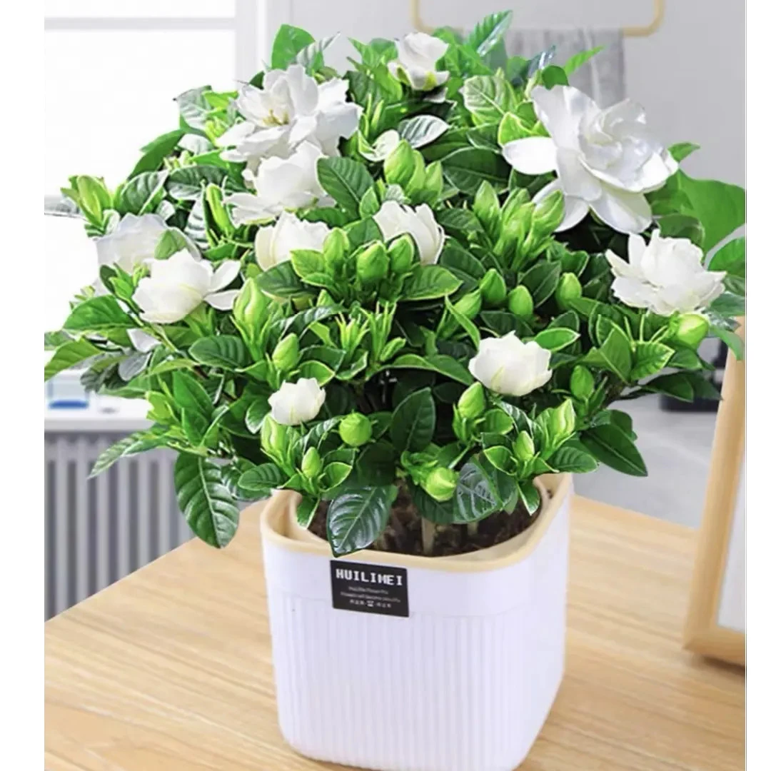 栀子花浓香型栀子花盆栽植物花卉室内客厅阳台绿植四季好养
