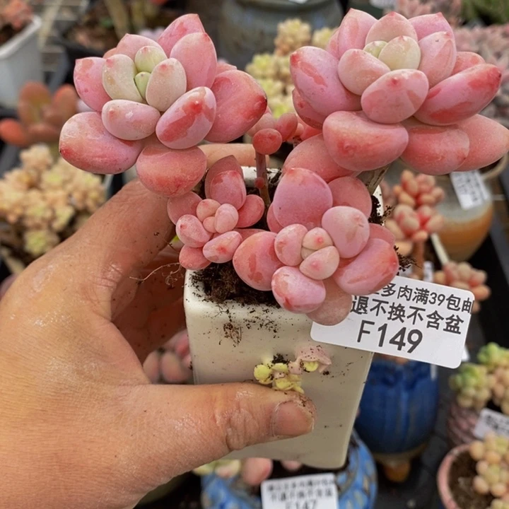 樱花洛神7cm149多肉植物