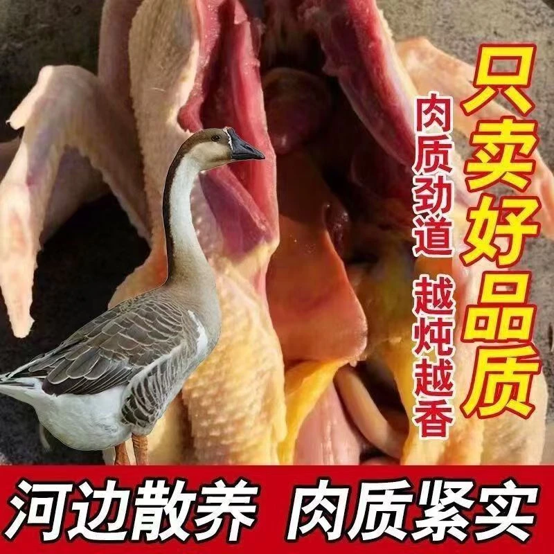 翔峻甄选【顺丰包邮】散养整只大雁鹅净重4.5-5斤带掌、翅、心肝zc