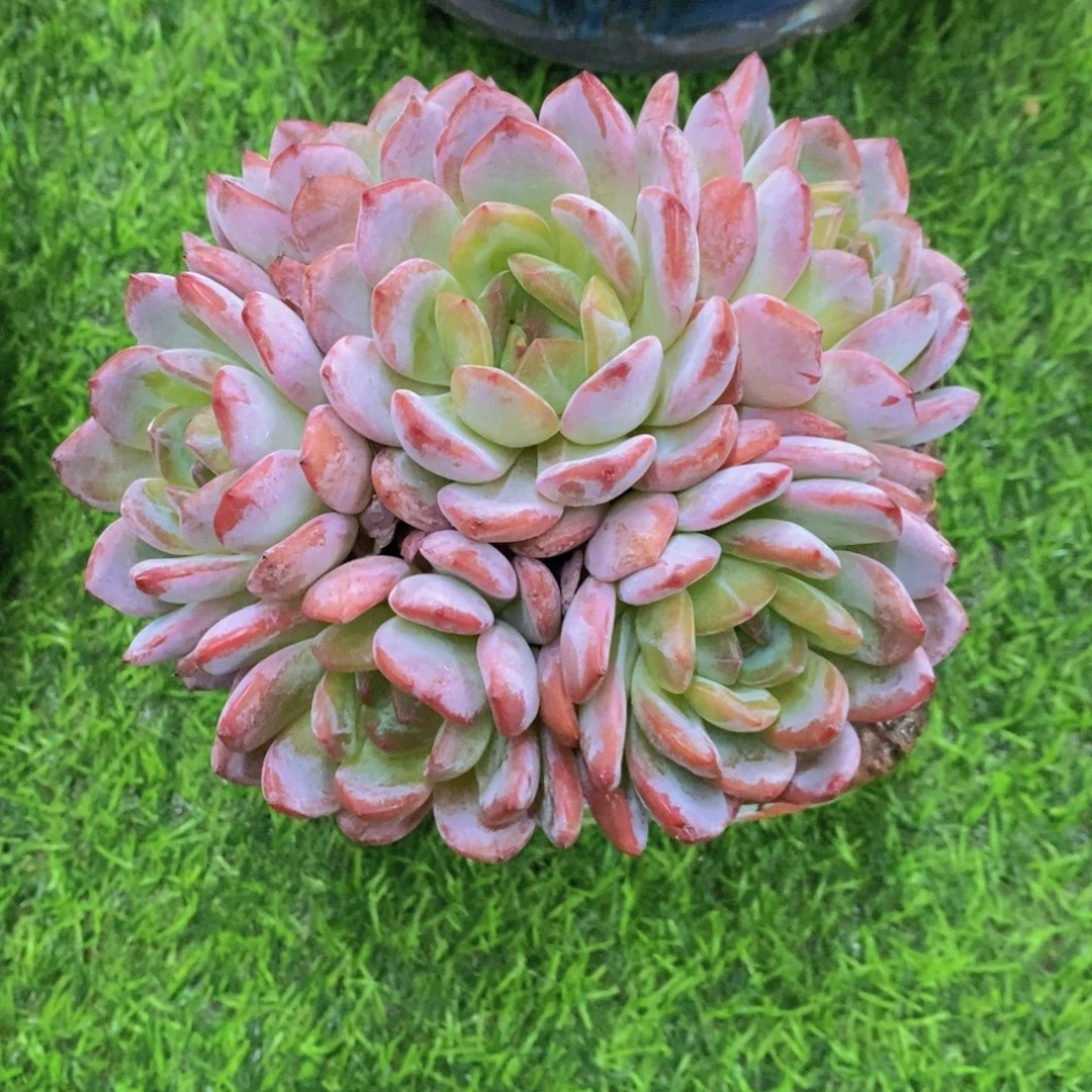 全明星 一物一拍