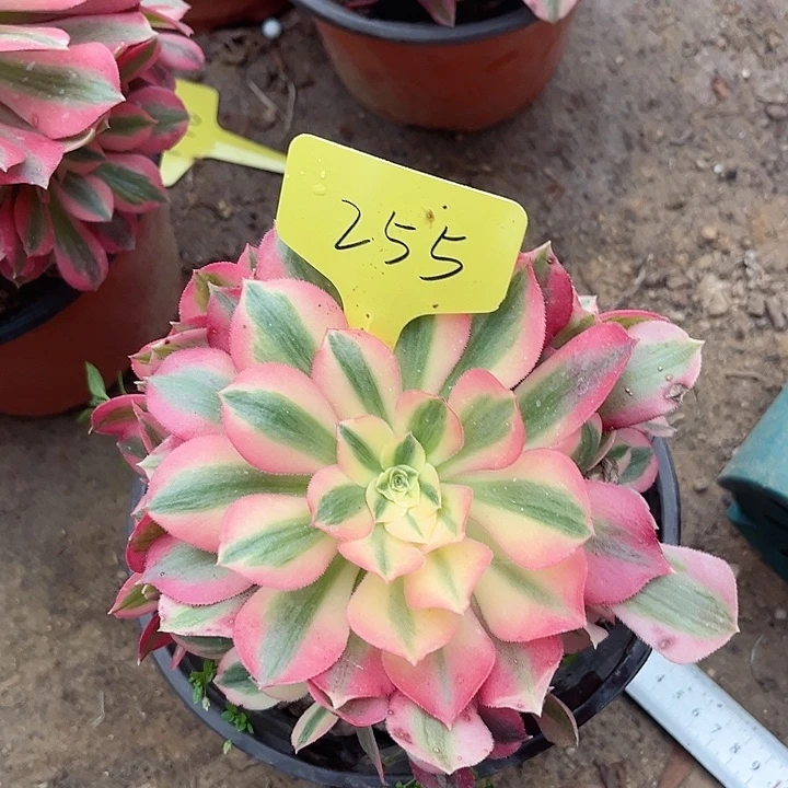 255一颗粉女巫法师