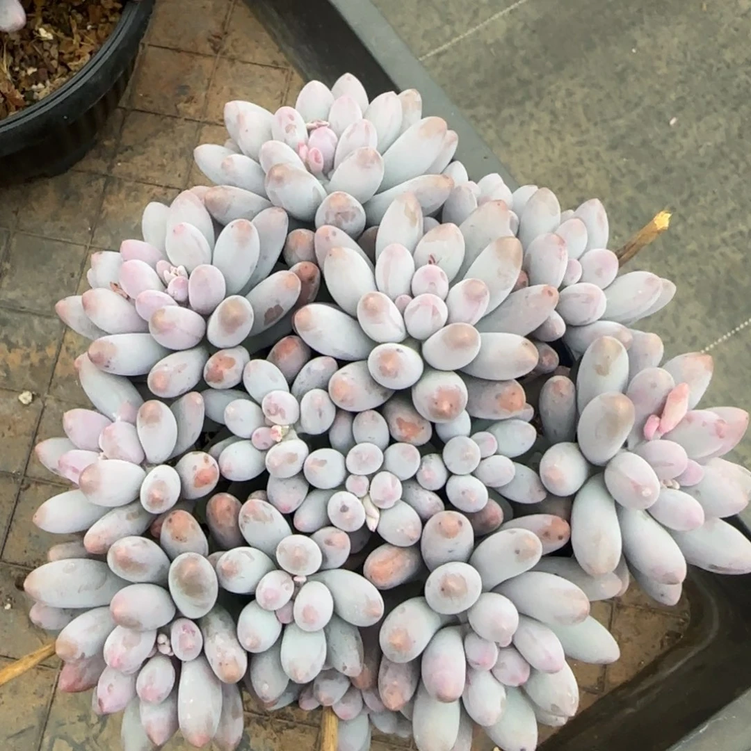 多肉植物一物一拍