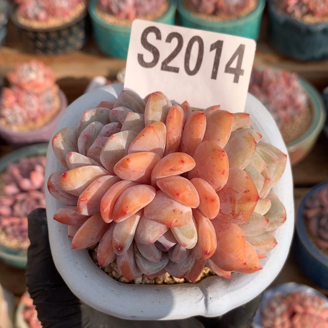 S2014 雪天使自然群 十九号多肉铺